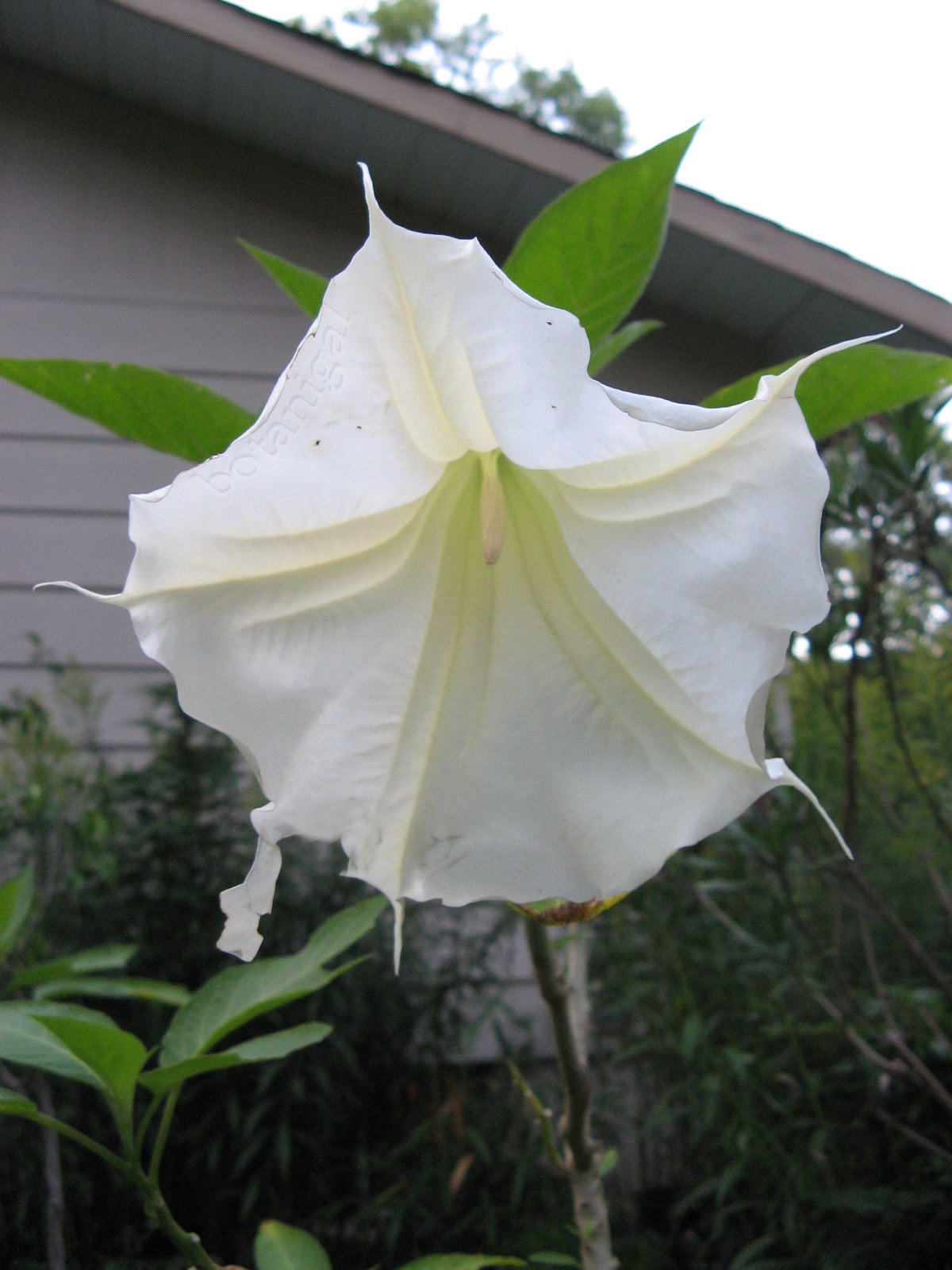 Angels Trumpet | Botanigals