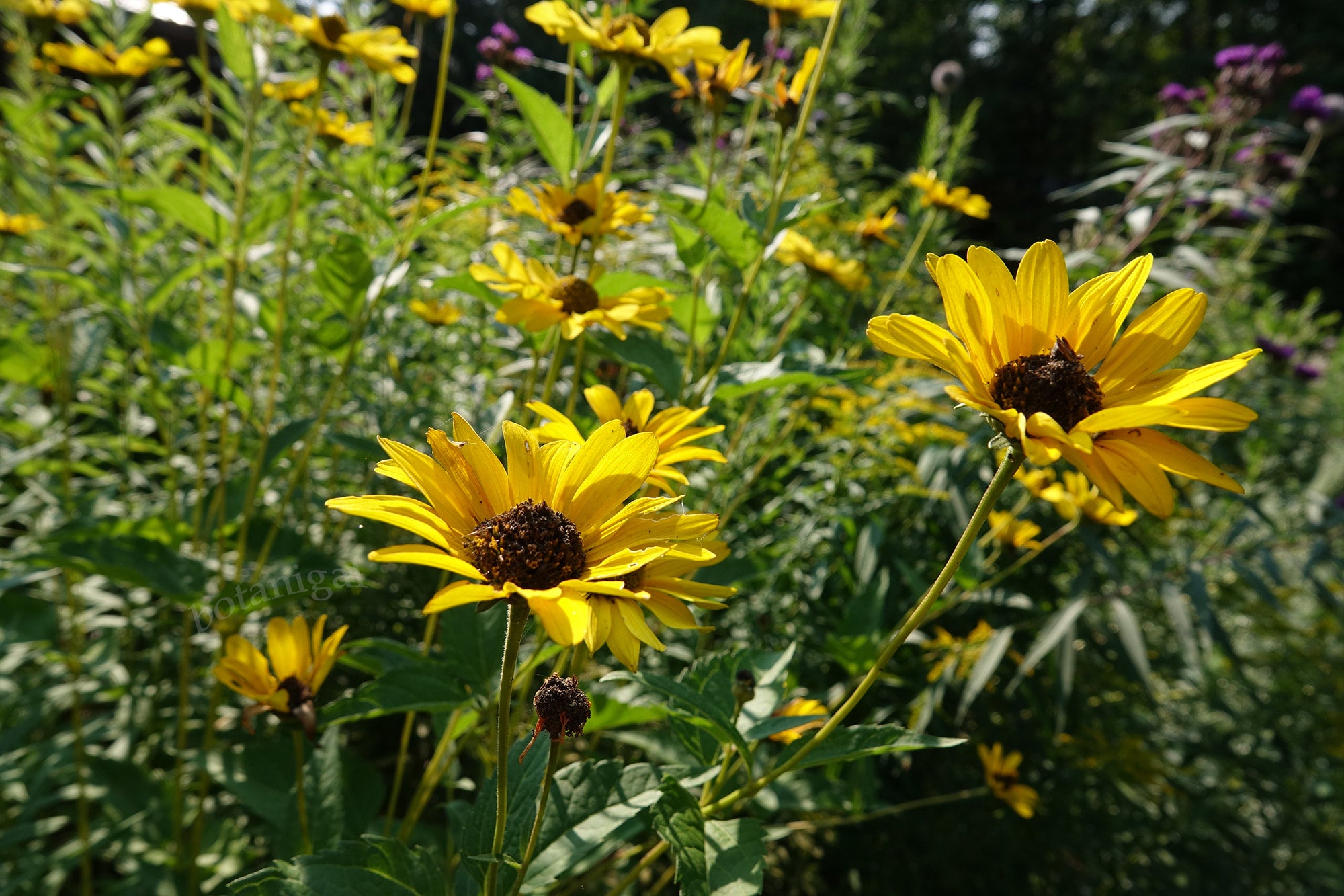 Oxaye Sweet Oxeye | Botanigals