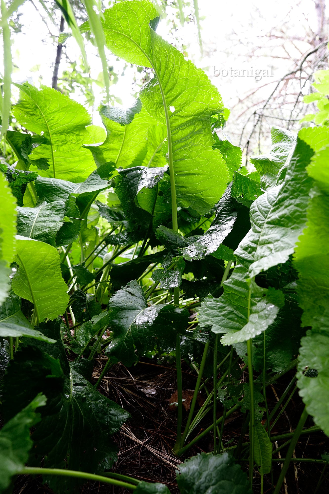 heirloom-horseradish-botanigals