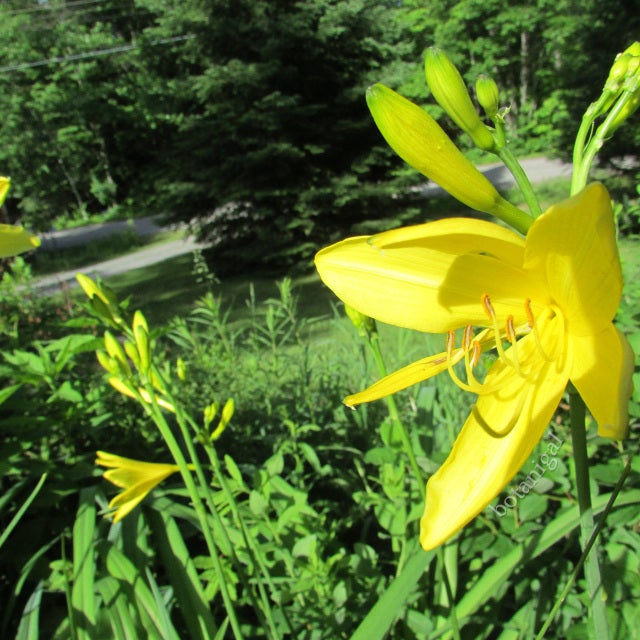 Canna Lily - Mashtal Garden Centers